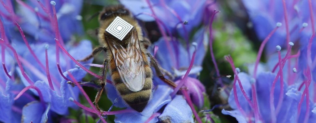 Sateliot, S4IoT look to increase global food security with beehive monitoring technology